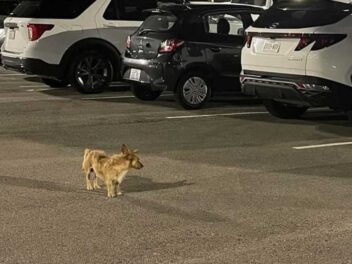 Ce chien survit 2 mois sur un parking d&rsquo;hôtel : ce qui arrive ensuite va vous émouvoir