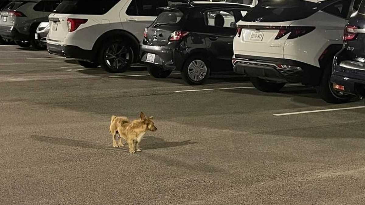 Ce chien survit 2 mois sur un parking d&rsquo;hôtel : ce qui arrive ensuite va vous émouvoir