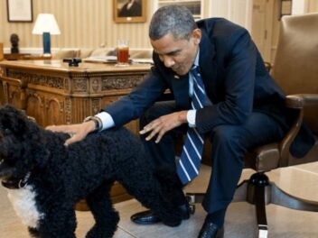 Donald Trump déteste les chiens : Cette stratégie qui chamboule la tradition présidentielle américaine
