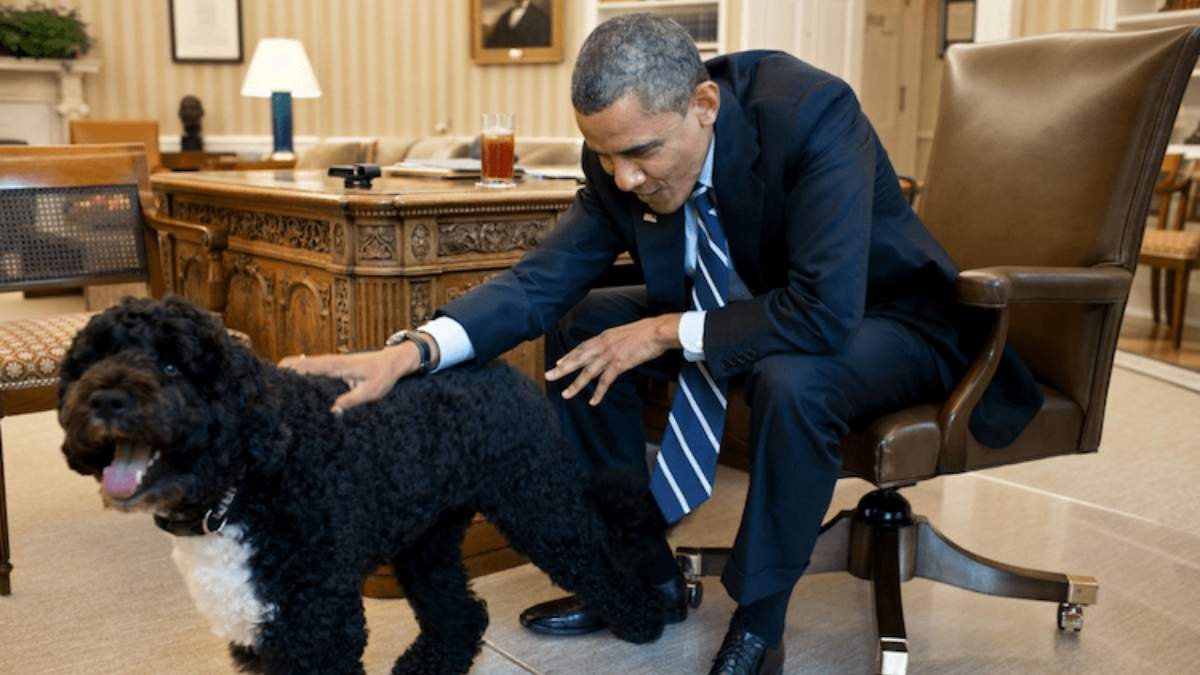Donald Trump déteste les chiens : Cette stratégie qui chamboule la tradition présidentielle américaine