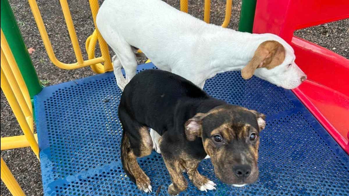 Elle aperçoit deux formes suspectes dans l&rsquo;aire de jeux : son appel va changer leur destin