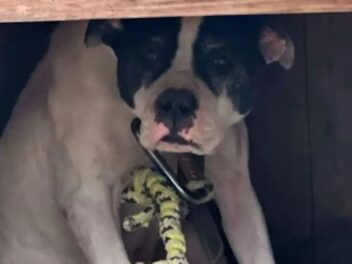 Ils découvrent une chienne maltraitée : les photos révoltent les internautes