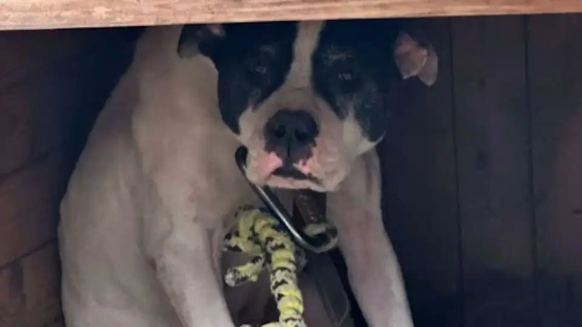 Ils découvrent une chienne maltraitée : les photos révoltent les internautes