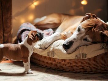 Un chiot ruse son ainée pour lui chiper sa place douillette – la vidéo va vous faire fondre !