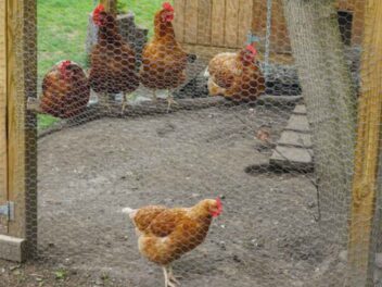 Justice : une femme attaque son voisin en justice à cause du chant de son coq, la France entière s&rsquo;indigne