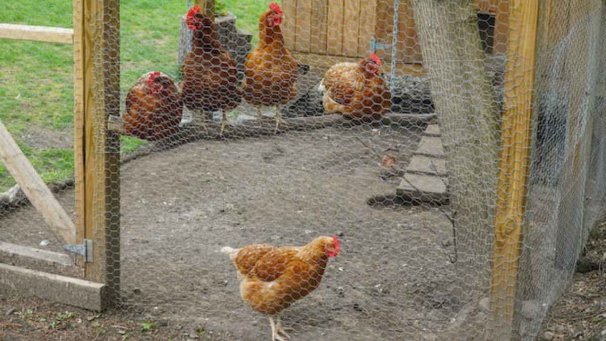 Justice : une femme attaque son voisin en justice à cause du chant de son coq, la France entière s&rsquo;indigne