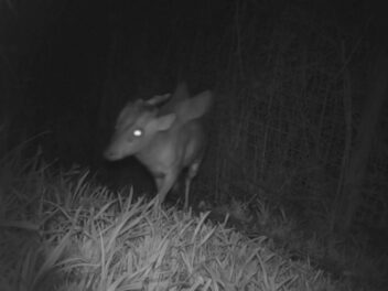 Une créature mystérieuse terrorise un zoo anglais : les images de surveillance affolent les internautes