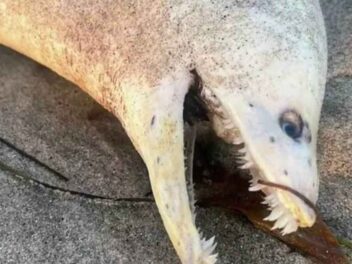 Une créature terrifiante aux dents d&rsquo;Alien s&rsquo;échoue sur une plage : vous ne devinerez jamais ce que c&rsquo;est !