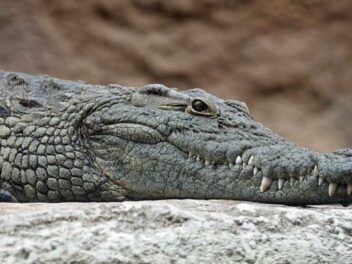 La mort bouleversante du plus grand crocodile du monde choque l&rsquo;Australie
