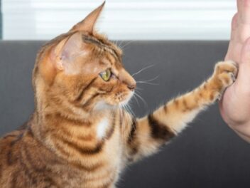 Chaton turbulent ? Ces 5 techniques d&rsquo;éducation positive vont transformer votre vie
