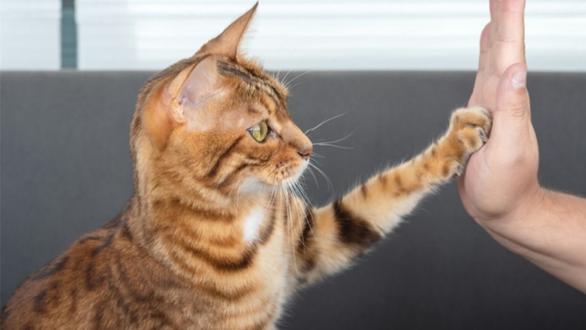 Chaton turbulent ? Ces 5 techniques d&rsquo;éducation positive vont transformer votre vie