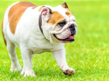 Bulldog anglais : un animal au caractère unique