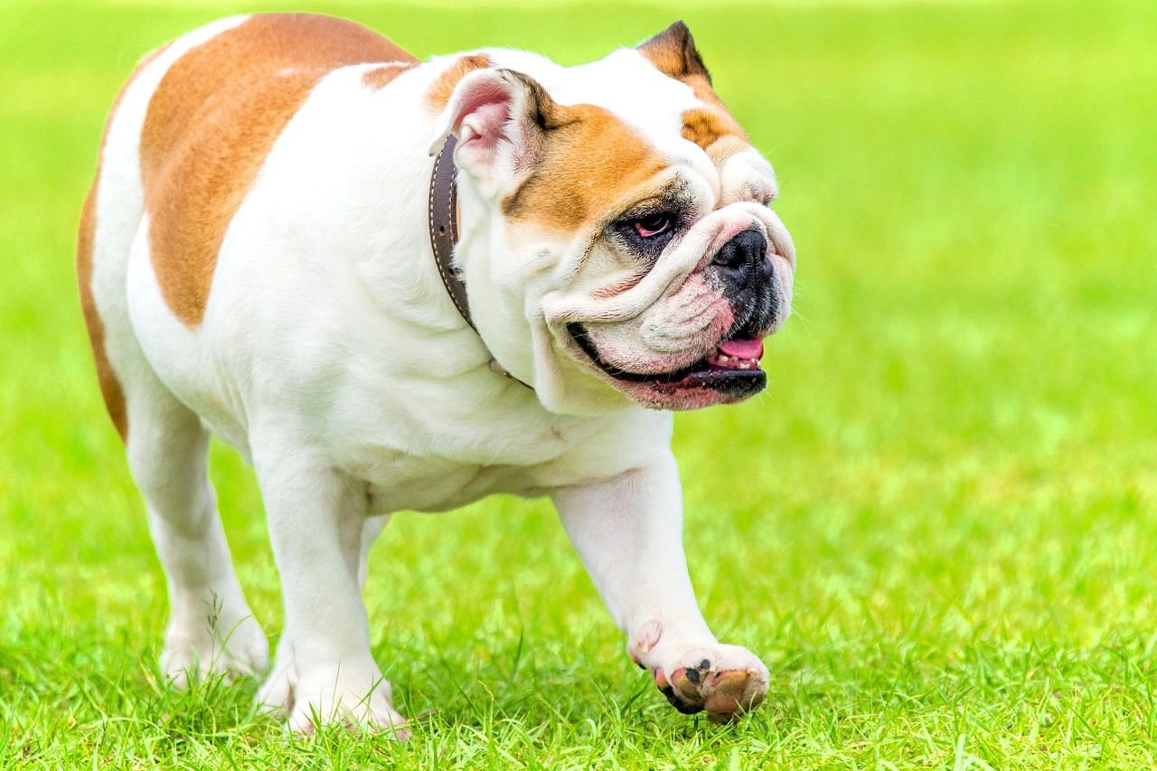 Bulldog anglais : un animal au caractère unique