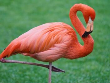 Adoptez un flamant rose pour Noël : cette offre incroyable va révolutionner votre façon d&rsquo;offrir des cadeaux