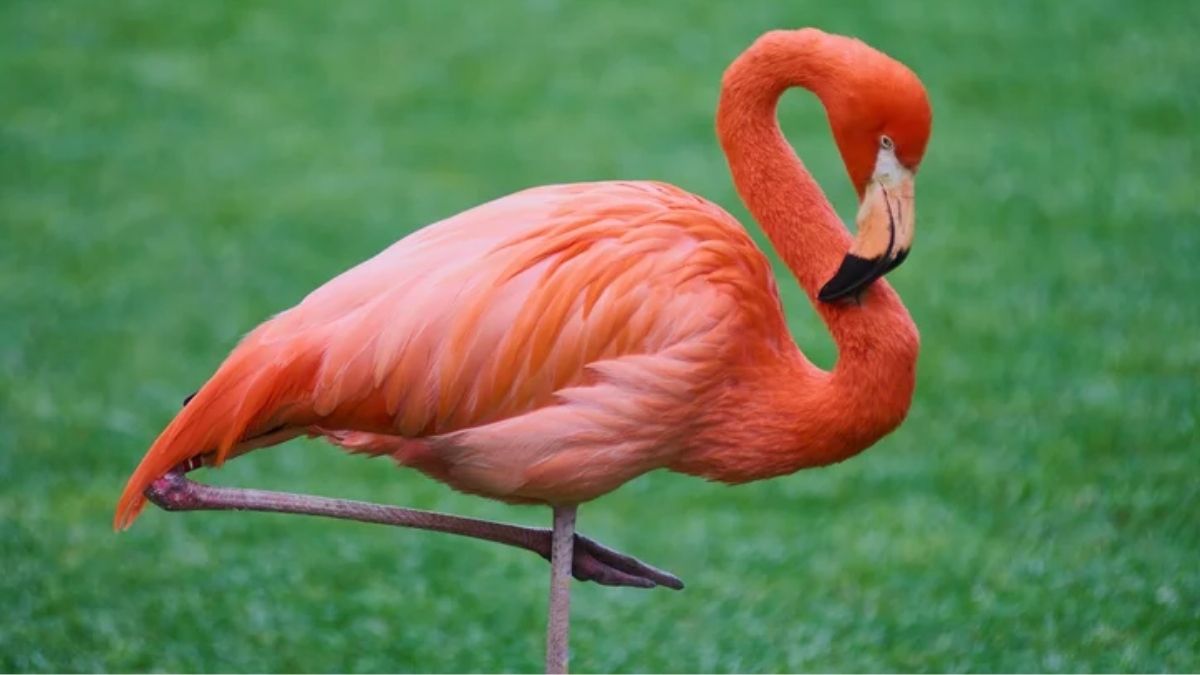Adoptez un flamant rose pour Noël : cette offre incroyable va révolutionner votre façon d&rsquo;offrir des cadeaux
