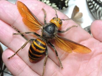 Ils écrasent un frelon asiatique : vous ne devinerez jamais la terrifiante conséquence