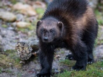 Ce petit prédateur de 20kg fait trembler les meutes de loups : découvrez le terrifiant glouton