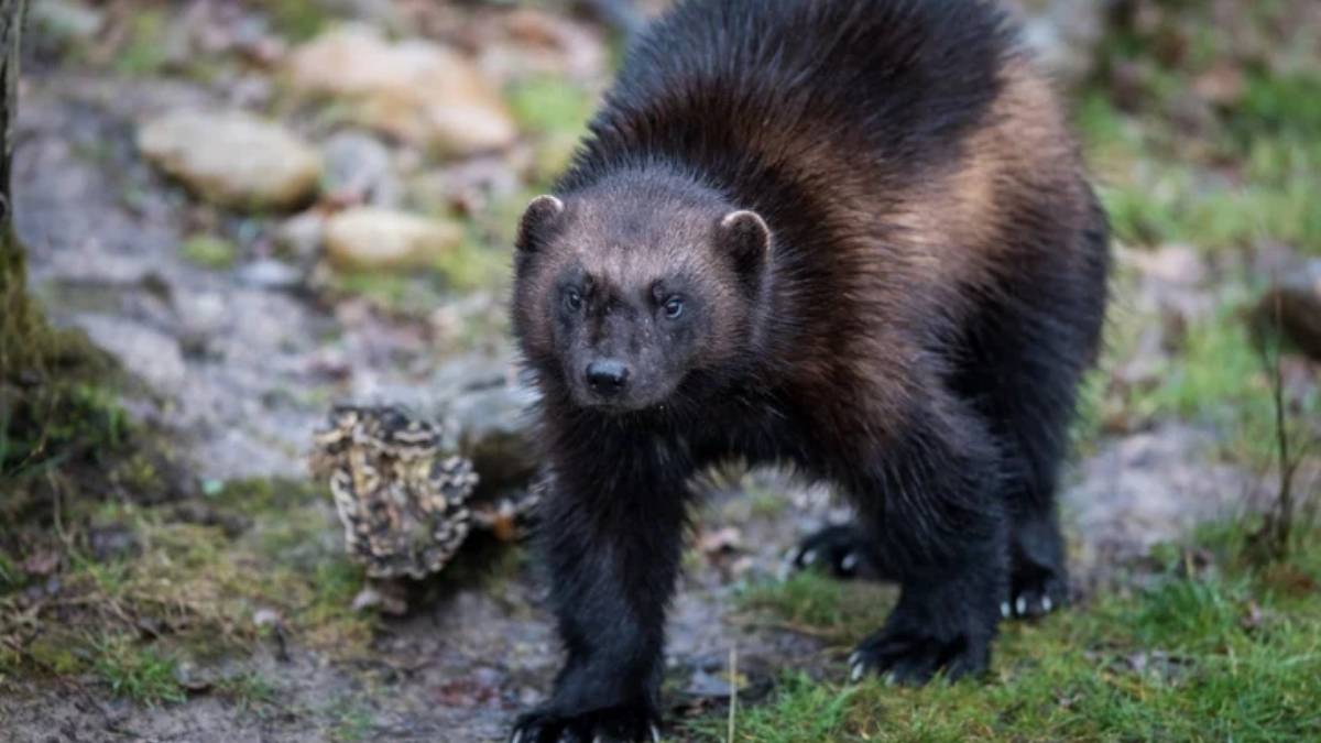 Ce petit prédateur de 20kg fait trembler les meutes de loups : découvrez le terrifiant glouton