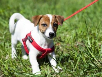 Découvrez pourquoi votre chien déteste secrètement son collier
