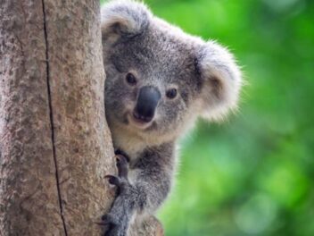 Un koala s&rsquo;invite dans leur chambre : ce couple australien vit une rencontre inattendue