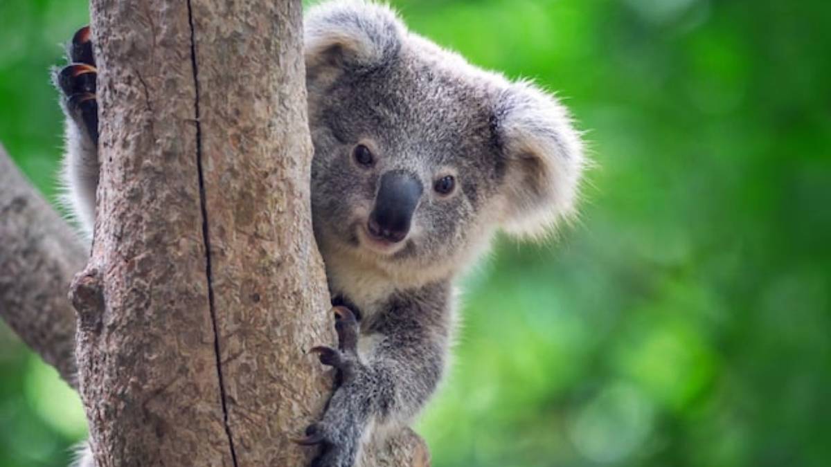 Un koala s&rsquo;invite dans leur chambre : ce couple australien vit une rencontre inattendue