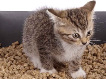 Litière pour chat : ces 4 alternatives naturelles qui vont révolutionner le quotidien de votre félin