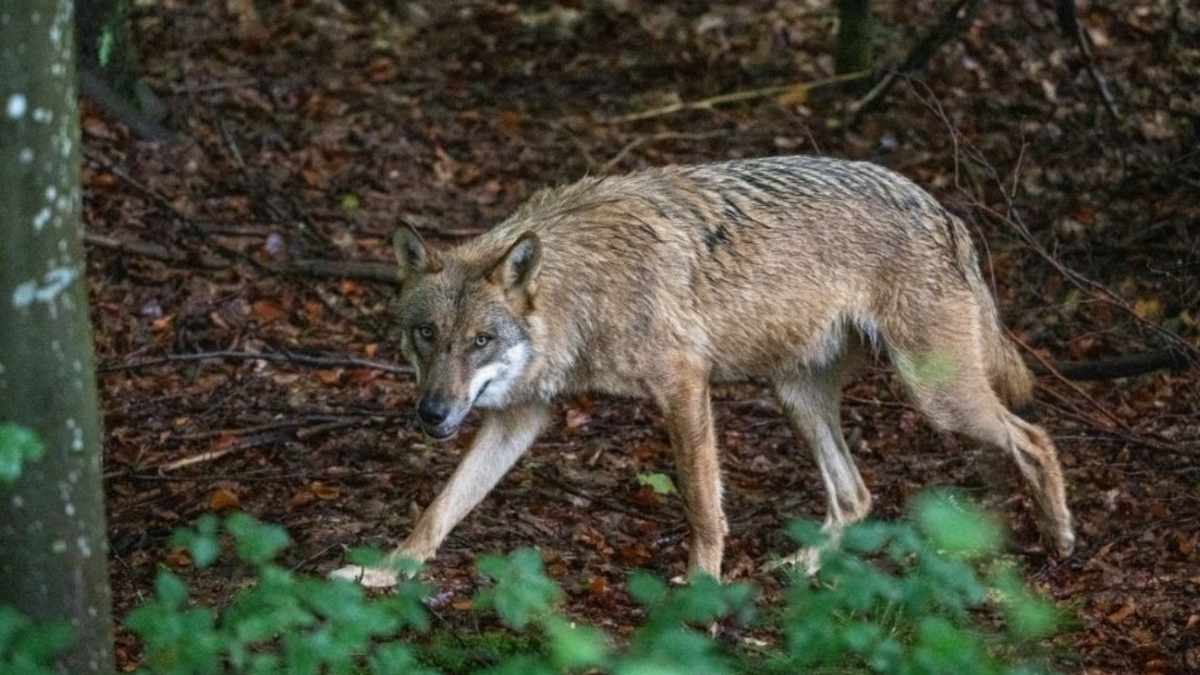 Ils pensaient avoir vu un loup… Voici pourquoi nous nous trompons tous