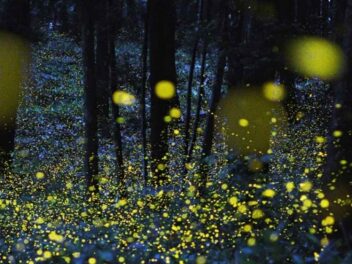 Ces lucioles synchronisées créent le spectacle naturel le plus magique des États-Unis