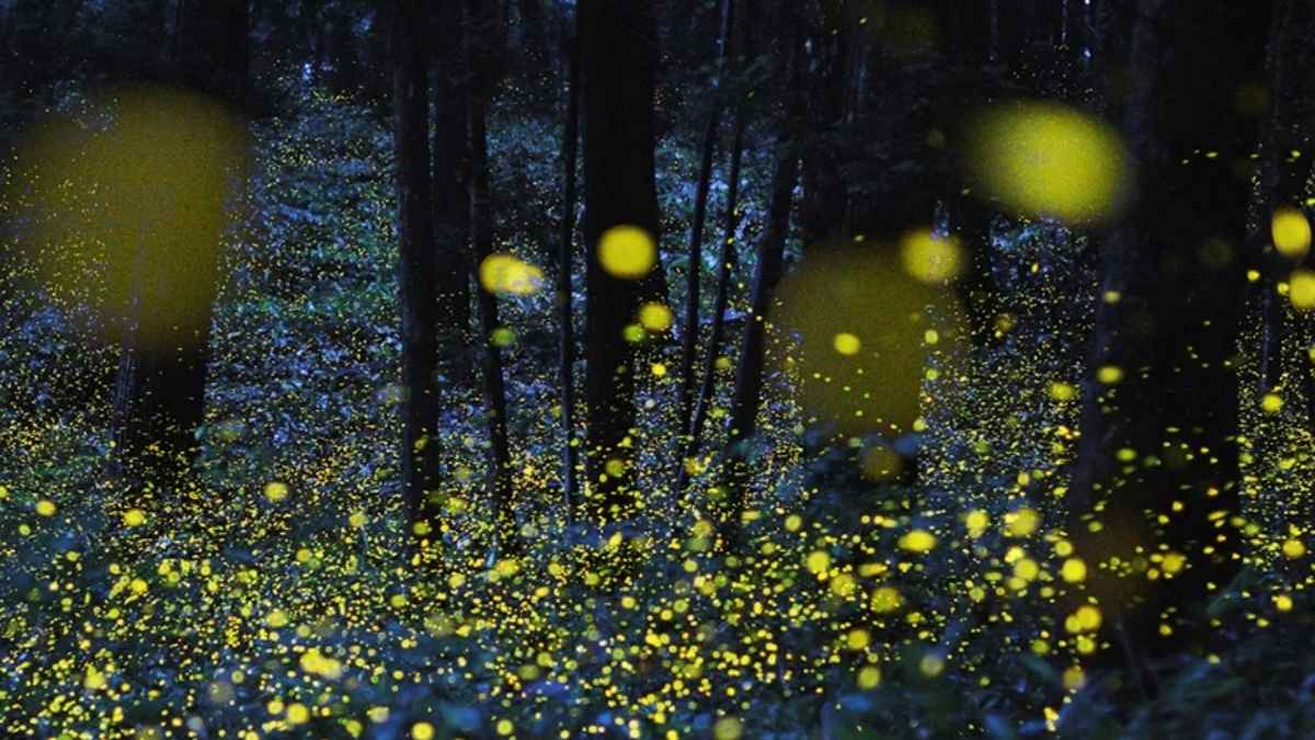 Ces lucioles synchronisées créent le spectacle naturel le plus magique des États-Unis