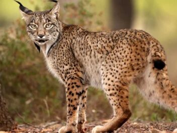 L&rsquo;incroyable vérité sur la vision du lynx : ce que la science révèle enfin sur ce mystérieux félin !