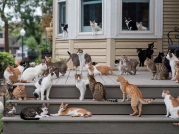 Invasion de chats et touristes déchaînés : l&rsquo;incroyable descente aux enfers de la maison d&rsquo;enfance de Trump