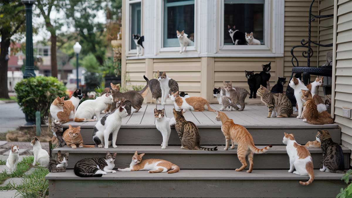 Invasion de chats et touristes déchaînés : l&rsquo;incroyable descente aux enfers de la maison d&rsquo;enfance de Trump