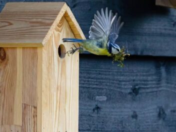Voici pourquoi vous ne risquez rien en installant un nichoir dans votre jardin !