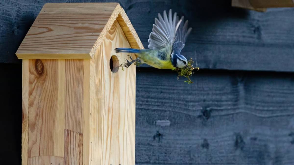 Voici pourquoi vous ne risquez rien en installant un nichoir dans votre jardin !