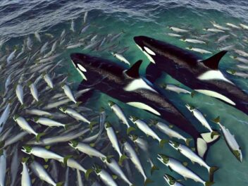 Le mystère des orques affamées : elles meurent de faim au milieu de leur nourriture