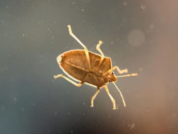 Ces punaises de bois s&rsquo;infiltrent dans votre maison : voici comment les faire fuir naturellement !