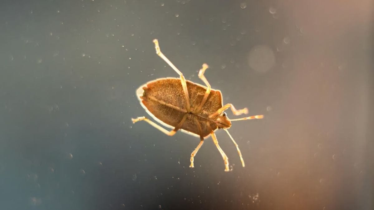 Ces punaises de bois s&rsquo;infiltrent dans votre maison : voici comment les faire fuir naturellement !