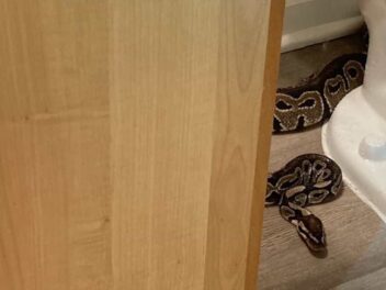 Elle découvre un python royal dans ses toilettes et vit un véritable cauchemar