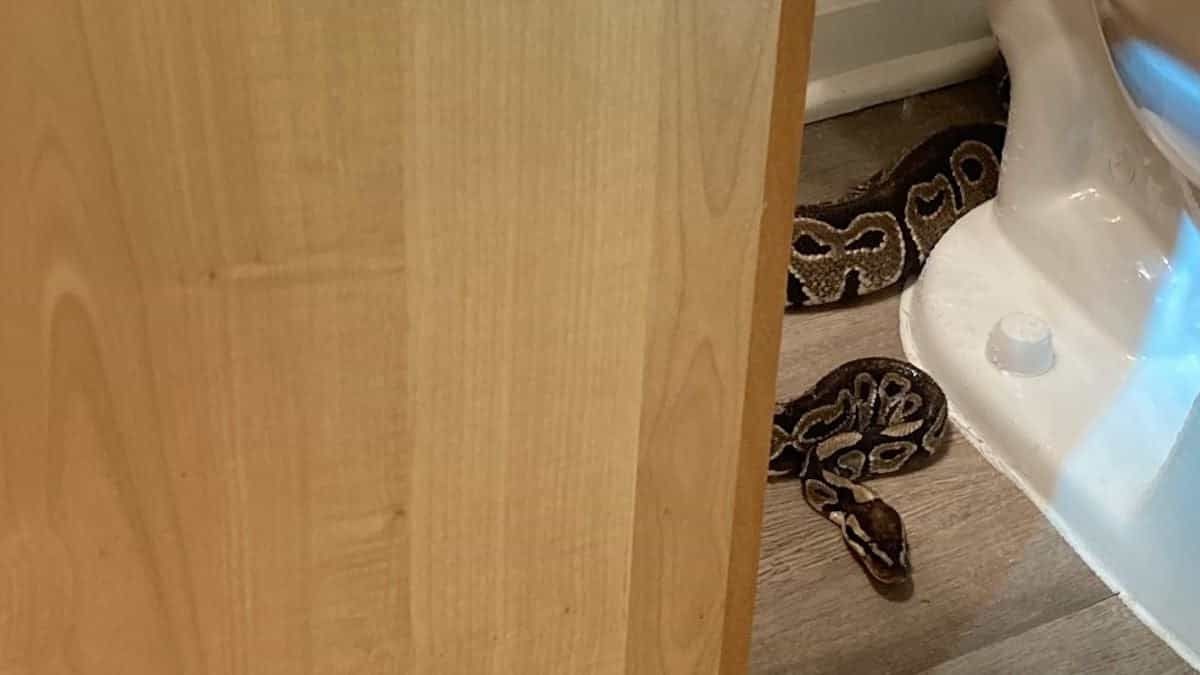 Elle découvre un python royal dans ses toilettes et vit un véritable cauchemar