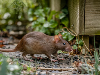 Un rat s&rsquo;infiltre dans votre jardin ? Découvrez l&rsquo;étonnante vérité qui va révolutionner votre vision du jardinage