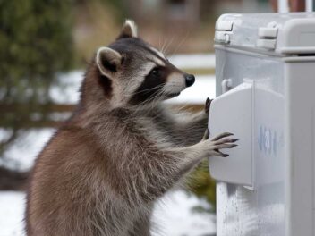 Ce raton-laveur surpasse toutes les attentes des chercheurs : des mains de génie et un cerveau d&rsquo;or
