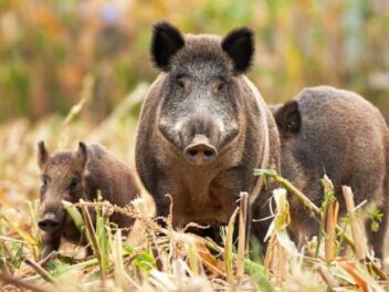 Une meute de sangliers envahit une crèche à Marseille : les enfants confinés face à ces visiteurs inattendus