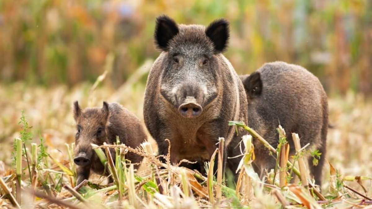 Une meute de sangliers envahit une crèche à Marseille : les enfants confinés face à ces visiteurs inattendus