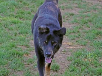 SPA : après un an et demi de bonheur, ce chien vit un retour brutal au refuge qui indigne les bénévoles