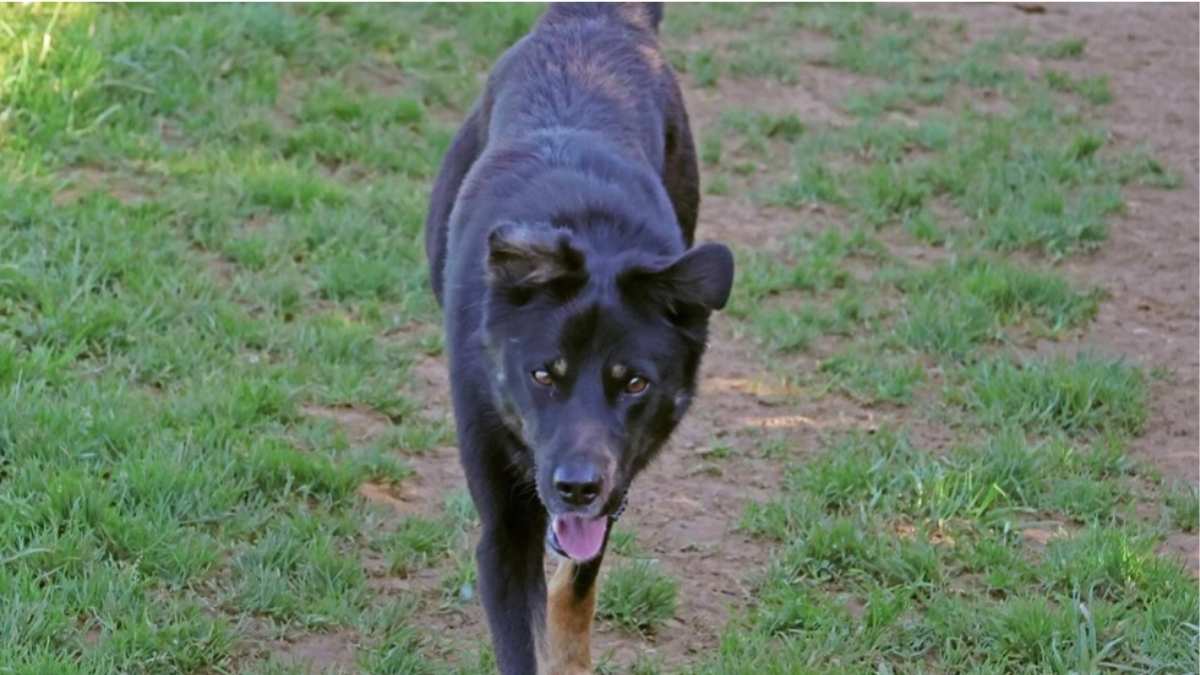 SPA : après un an et demi de bonheur, ce chien vit un retour brutal au refuge qui indigne les bénévoles