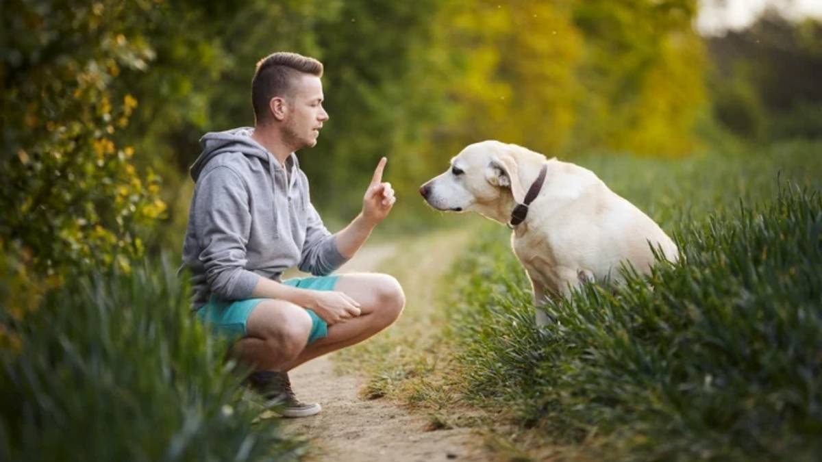 Propriétaires de chiens : cette nouvelle taxe de 120€ par an pourrait bientôt arriver en France