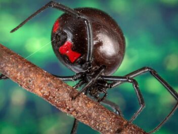 La vérité choc sur la veuve noire : cette araignée est-elle vraiment la plus mortelle au monde ?