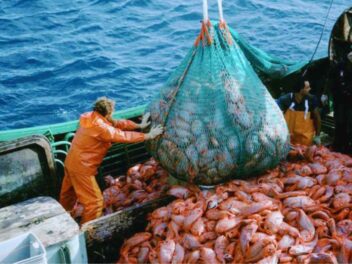 Le Japon choque le monde entier : la chasse aux géants des mers reprend après 50 ans d&rsquo;interdiction