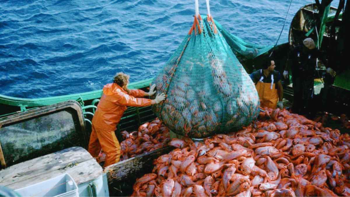 Le Japon choque le monde entier : la chasse aux géants des mers reprend après 50 ans d&rsquo;interdiction