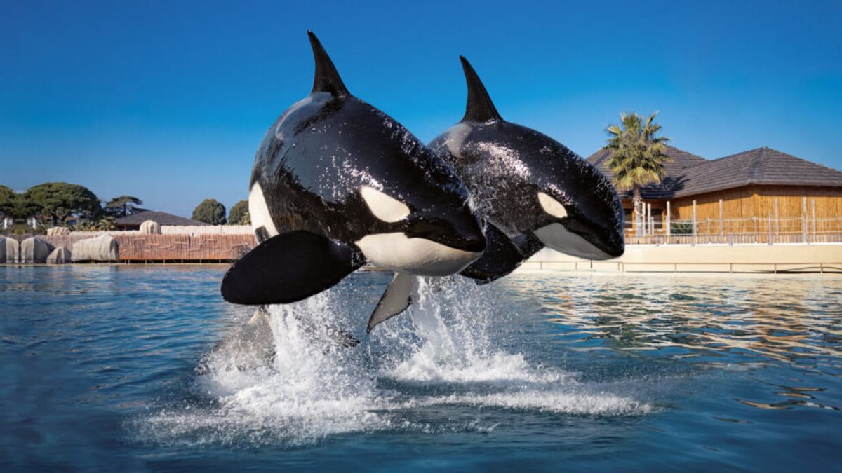 La fermeture de Marineland provoque la panique : le sort de milliers d&rsquo;animaux en suspens
